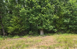 001 Muleshoe Trail, Elkland, MO 65644