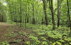 vl Lehring Rd, Burns, MI 48429