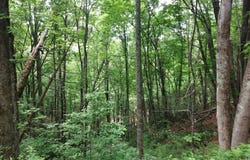 0 LOT 37 Saddleback Circle, Sky Valley, GA 30537