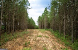 375 Bagley, Forsyth, GA 31029
