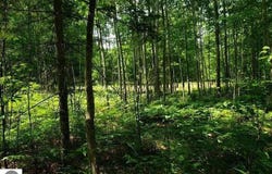 2569 E Wildwood Trail, Mikado, MI 48745