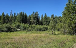 5XXX OLINGER RD, SPRINGDALE, WA 99173