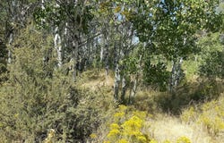 7800 Forest View Drive, Chiloquin, OR 97624