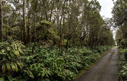 9TH ST, Volcano, HI 96785