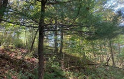 SHEEPSKIN HOLLOW RD, MCCONNELLSBURG, PA 17233