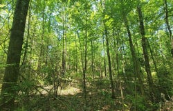 0 S State Highway 27, Geneva, AL 36340