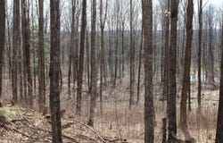 ON WILL RD, Mellen, WI 54546