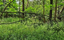 Sims Lane, Cazenovia, NY 13035
