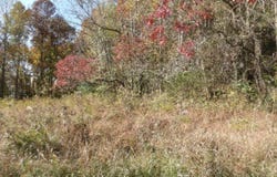 8.60ac Moss Arcot Rd, Celina, TN 38551
