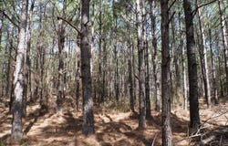 000 Hwy 167 N, Fordyce, AR 71742