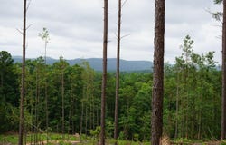 XXX Palmer Mountain Road, Caddo Gap, AR 71935