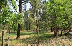 474849 CAMINO FACIL, Rociada, NM 87742