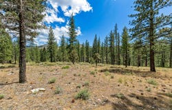 3 Raymond View, Markleeville, CA 96120