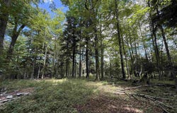 38.14 Acres US Highway 2, Gulliver, MI 49840