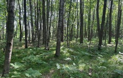 HEISE Road, SURING, WI 54174