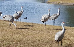 717 Phoenix Ln, Oviedo, FL 32765