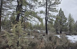10 Tepee Lane, Sprague River, OR 97639