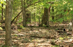 1303 Red Bird Lane, Horseshoe Bend, AR 72512