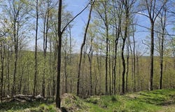 Scott Hollow Road, Bolivar, NY 14708