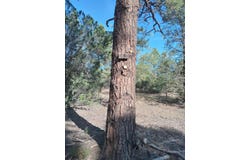 Yucca Drive lot: 15, Ramah, NM 87321