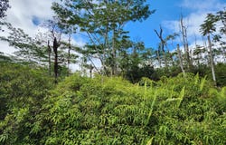 MAUI RD, Pahoa, HI 96778