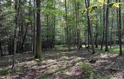 00 Bonner Mountain Road, Davis, WV 26260