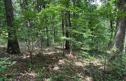 Lot 7 Eccleston  LN, Bella Vista, AR 72714
