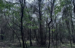 337+/- ac Ga Highway 0137, Buena Vista, GA 31803