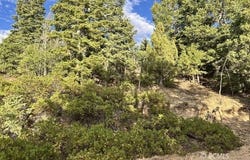Bonnie Green, Alton, UT 84710