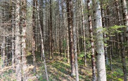 Lot D HOMERS RD, Mercer, WI 54547