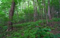0 Bortz Rd, Lake Lynn, PA 15451