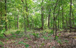 000 County Rd 424, Squires, MO 65755