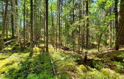 0 Spruce Mountain Lake, Beddington, ME 04622