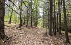 Stewart Road, Addison, NY 14801
