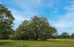 2570 Burke Rd, Flatonia, TX 78941