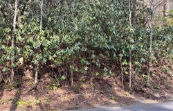 285 Pine Cone Court, Sapphire, NC 28774