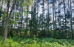 80 ACRES BEALL ROAD, BEAR LAKE, MI 49614