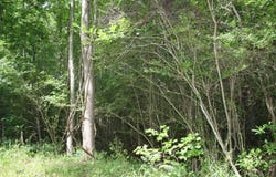 0 Kitfield Road, Moncks Corner, SC 29461