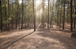 Cool Pines lot: 49A, Jemez Springs, NM 87025