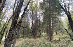 1-A-17 Mt Shasta Dr, McCloud, CA 96057