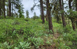 TBD GOLD MOUNTAIN RD, REPUBLIC, WA 99166