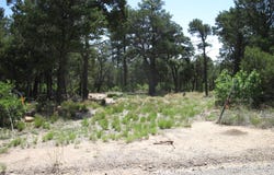 7 BLACKBIRD Road, Tijeras, NM 87059