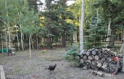 1210, 1220 W Spruce Rd, Panguitch Lake, UT 84759