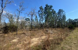 Tbd NE 155TH AVENUE, WILLISTON, FL 32696
