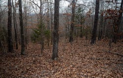 Nubbin Ridge Road, Ravenden Springs, AR 72460