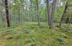 6946 W 7 Mile Road, Irons, MI 49644