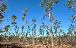 LEE ROAD 278, SALEM, AL 36874