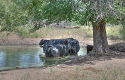 1281 pr 3740, Coleman, TX 76888