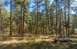 Lots 3 & 4 Old Hill City Road, Keystone, SD 57751