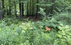 956 N Barnstead Road, Barnstead, NH 03225